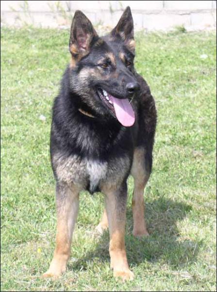 Brutus